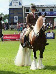 Ridden Coloured Cob Class Royal Welsh Horse Show